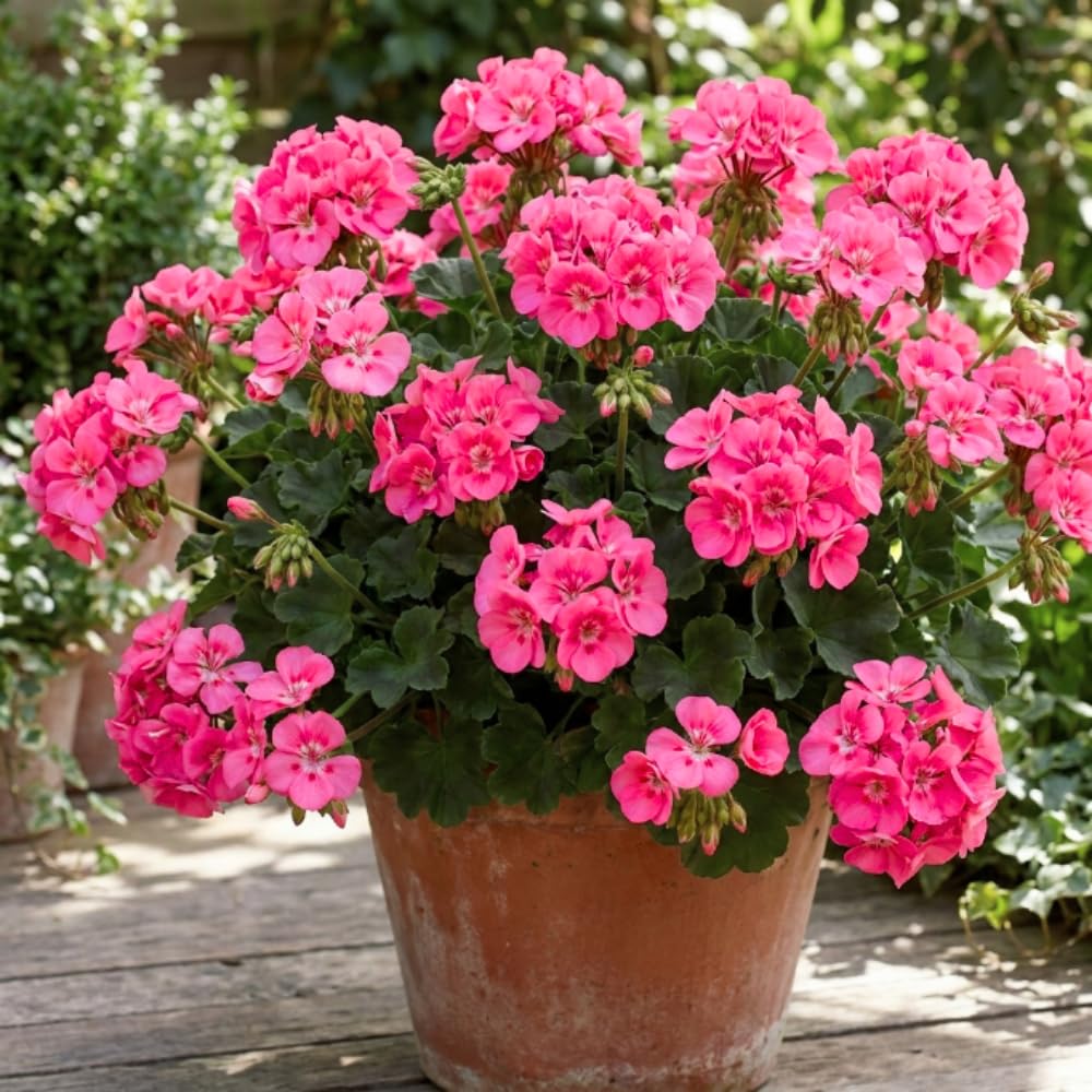 Pink Geranium Plant - 4 Inch Pot, Live Vibrant Geranium Plant, 4-6" Tall Well Rooted Geraniums Starter Plant for Colorful Patio and Garden Flower