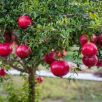 Pomegranate Plant Live Seedling, 5 to 8'' Long, Pomegranate Live Plant, Sweet Fruit Gardening Outside