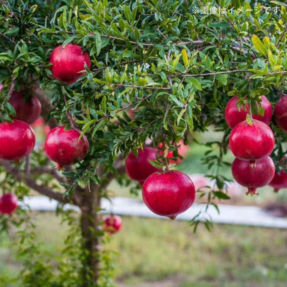 Pomegranate Plant Live Seedling, 5 to 8'' Long, Pomegranate Live Plant, Sweet Fruit Gardening Outside