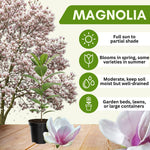 Magnolia Tree Live Plant 4-8 Inches, Pink Blooms Magnolia Bush, Fragrant Magnolia for Growing (Saucer Magnolia)