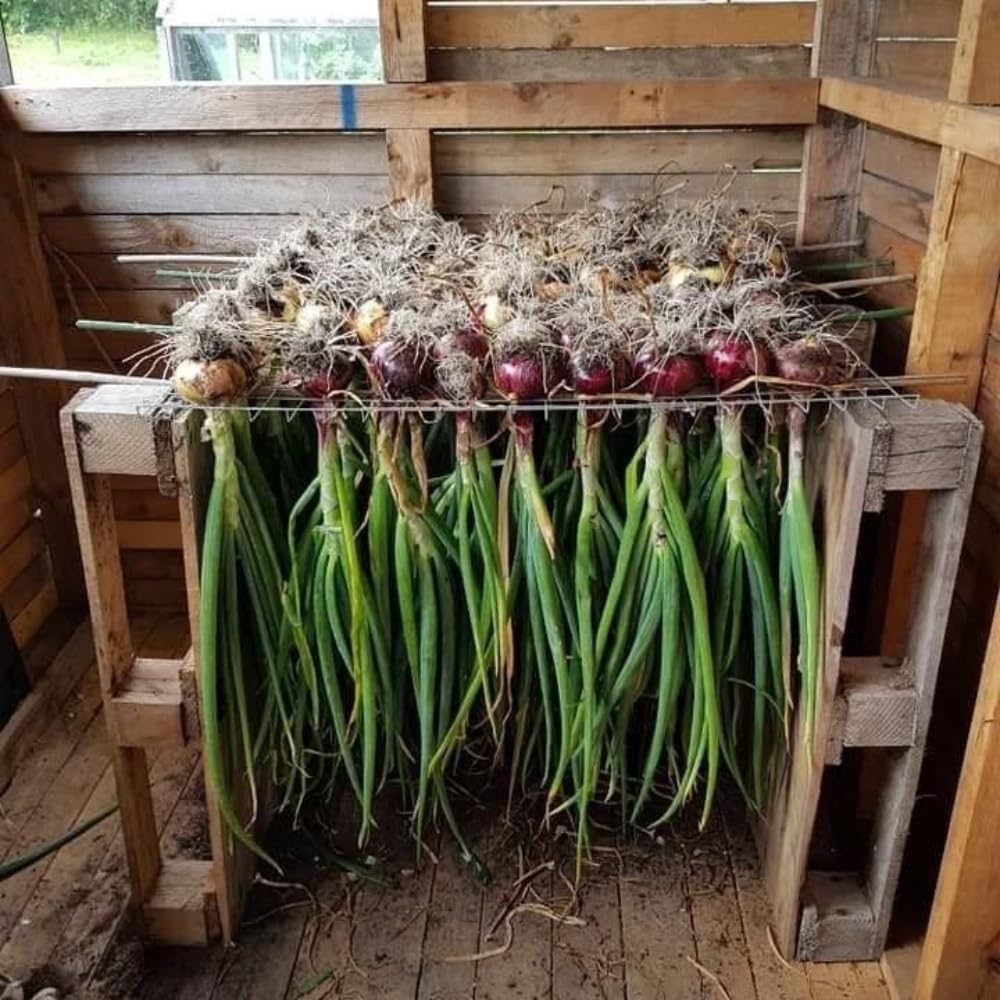 6 Walking Onion Plants Live for Planting, Easy-Grow Egyptian Onions, Fresh Onion Plants, Hardy Perennial Vegatable