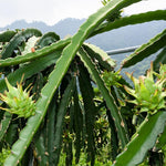 White Dragon Fruit Plant Live, 3 Gallon Potted, Pitaya Plant, Live Dragon Fruit Plant, Dragon Fruit Tree Plant, 2 to 3 Feet Tall, Dragon Fruit Live Plant, Sweet Fruit Plant