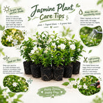 2 Mix Jasmine Live Plants, Fragrant Flowering Shrubs, 4-6" Tall