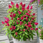 Raspberry Butterfly Bush Buddleia Butterfly Plant Live, 4-9" Tall Well-Rooted for Outdoor Gardens, Perennial Shrub, No Pot