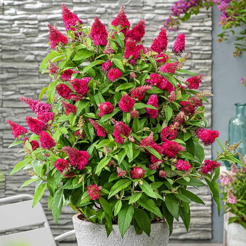 Raspberry Butterfly Bush Buddleia Butterfly Plant Live, 4-9" Tall Well-Rooted for Outdoor Gardens, Perennial Shrub, No Pot