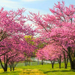 5 Seedlings Redbud Trees Live Plants Bare Roots, 12 to 24 Inc Tall, Red Bud Tree Plants Live, Purple Lavender Redbud Blooms Color, Dormant