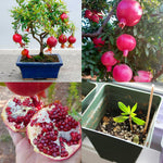 Wonderful Pomegranate Tree Live Plant, Hardy Pomegranate Fruit Tree for Outdoor Indoor Planting, Sweet Pomegranate Plant, Well-Rooted, 4 Inches Pot Plant, 7-10 Inches Tall