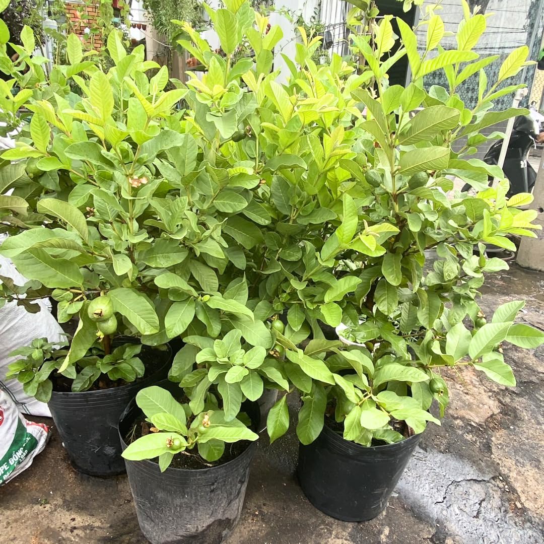 Big Sweet Guava Tree Live Plant, 1.5-2 Feet Tall Well Rooted, Ready to Bear Fruit Within 1-2 Years
