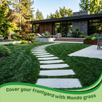 Pack of 2 Dwarf Mondo Grasses Plant, Ornamental Grass Live Plants, Perennial Grass Plant, 3-5 Inc Tall, Ground Cover, Hardy Ornamental Grass for Shade Garden Landscaping