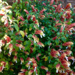 Set 3 Shrimp Plants Live, 4 to 9 Inches, Rare Shrimp Flowers Plants for Planting Outdoor Indoor