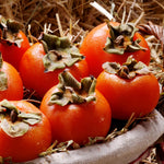 Set 2 Persimmon Tree Seedlings, Dormant Persimmon Bare Roots Ready to Grow, Cold Hardy Persimon 6 to 12 Inch Tall