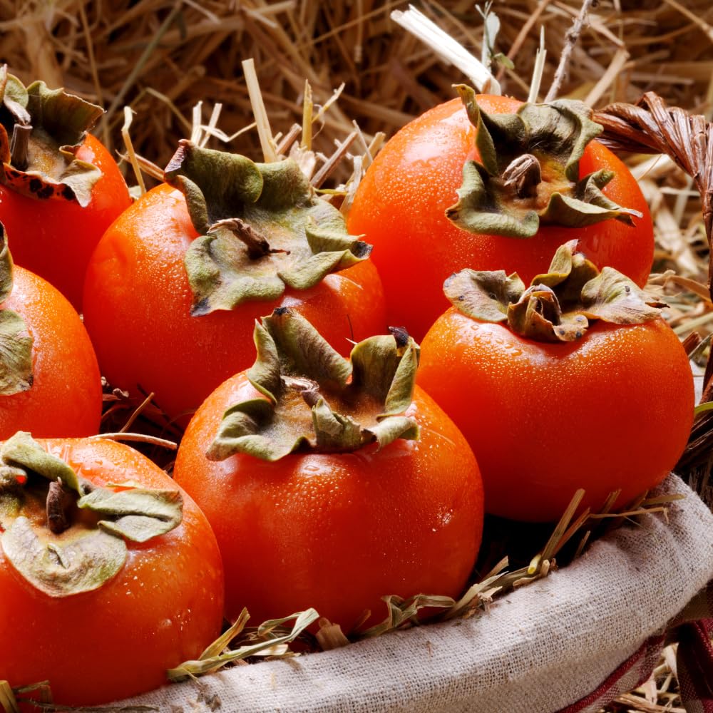 Set 2 Persimmon Tree Seedlings, Dormant Persimmon Bare Roots Ready to Grow, Cold Hardy Persimon 6 to 12 Inch Tall