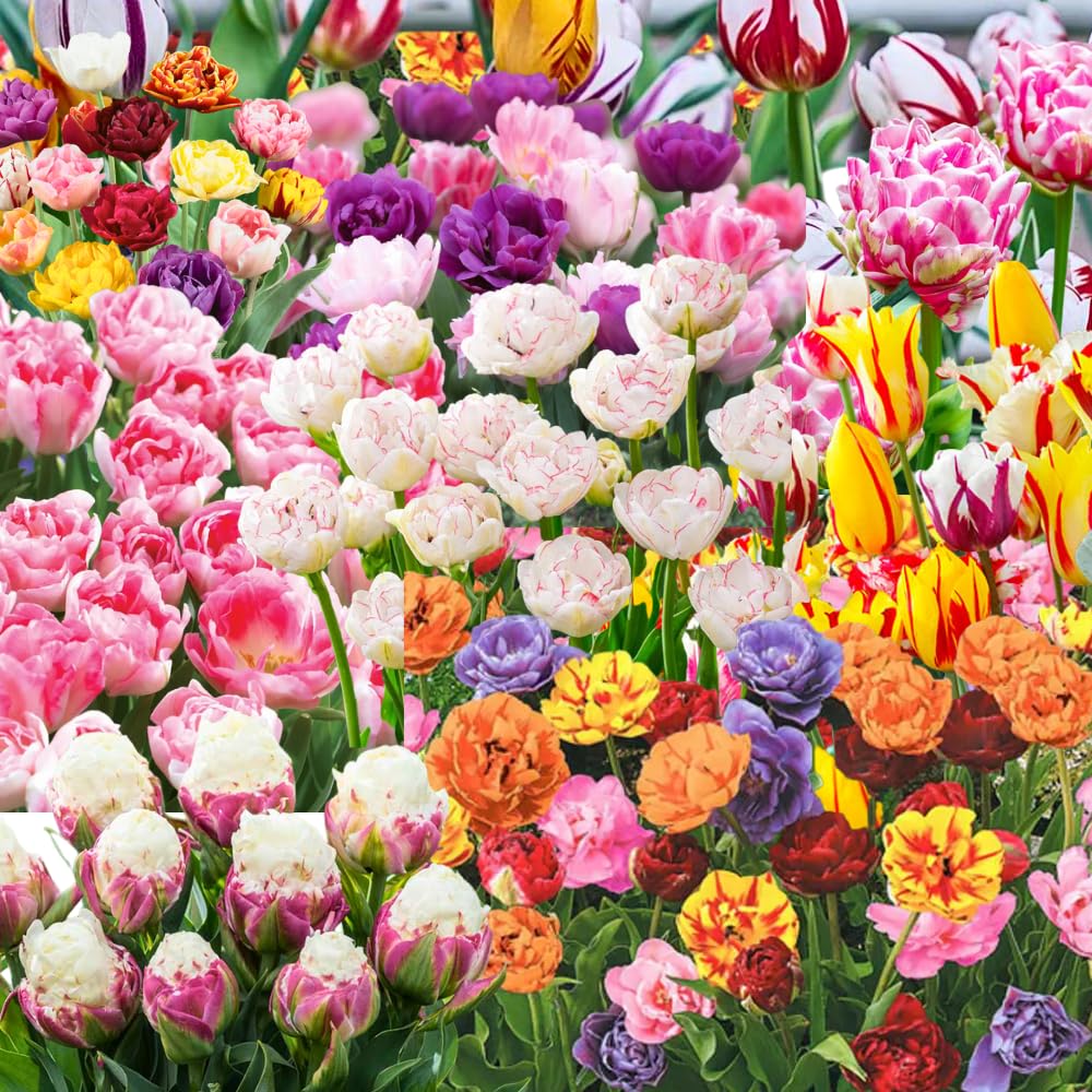 25 Tulip Bulbs for Planting, Easy-Grow Spring Flowers, Assorted Perennial Tulip Bulbs, Bulb Size 11/12 cm, Gardens, Containers, Flowerbeds Planting (Mix Tulip)