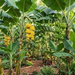Tangry Banana Tree Live Plant, Edible Fruit, 4-6" Tall