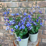 2 Clerodendrum Live Plants, Clerodendrum Wallichi Blue Butterfly Blooms, 5-9 Inc Tall