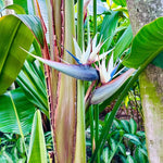 White Bird of Paradise Plant Live, 8 to 12 Inches Tall, Bird of Paradise Live Plant, Tropical Plants Outdoor
