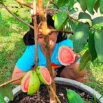 Large Pink Guava Tree for Planting, 18 to 24 Inches Height in Pot, Sweet Guava Trees Fruit for Gardening