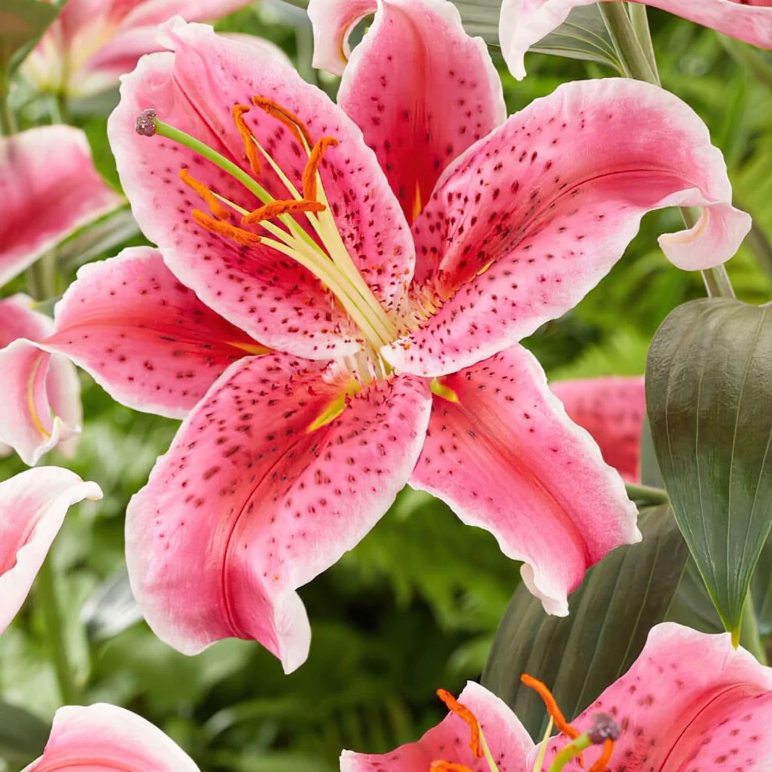 Set 3 Large Pink Lily Bulbs, 4-6 Inch, Pink Lilies Bulbs, Flowering Bulb for Outdoor Garden Beds and Containers