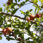 Live Wonderful Pomegranate Plant 4-7" Tall, Hardy Dwarf Pomegranate Tree in 4 Inches Pot, Sweet Edible Fruit Fast Growing Plant for Indoor
