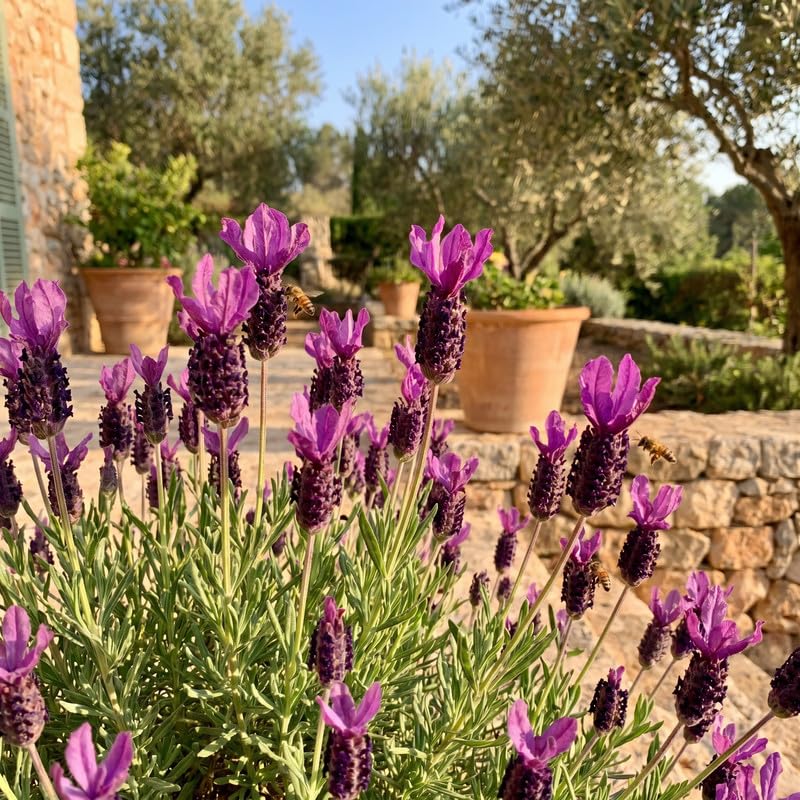 4 Spanish Lavender Plants Live, Fragrant Lavender Herb for Garden, Patio Containers and Indoor Décor, 4-7 Inches Tall