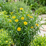 Pack of 2 Texas Tarragon Plants Live, Tarragon Live Plant, 4-6 Inc Tall, Herbs for Indoor Outdoor Growing