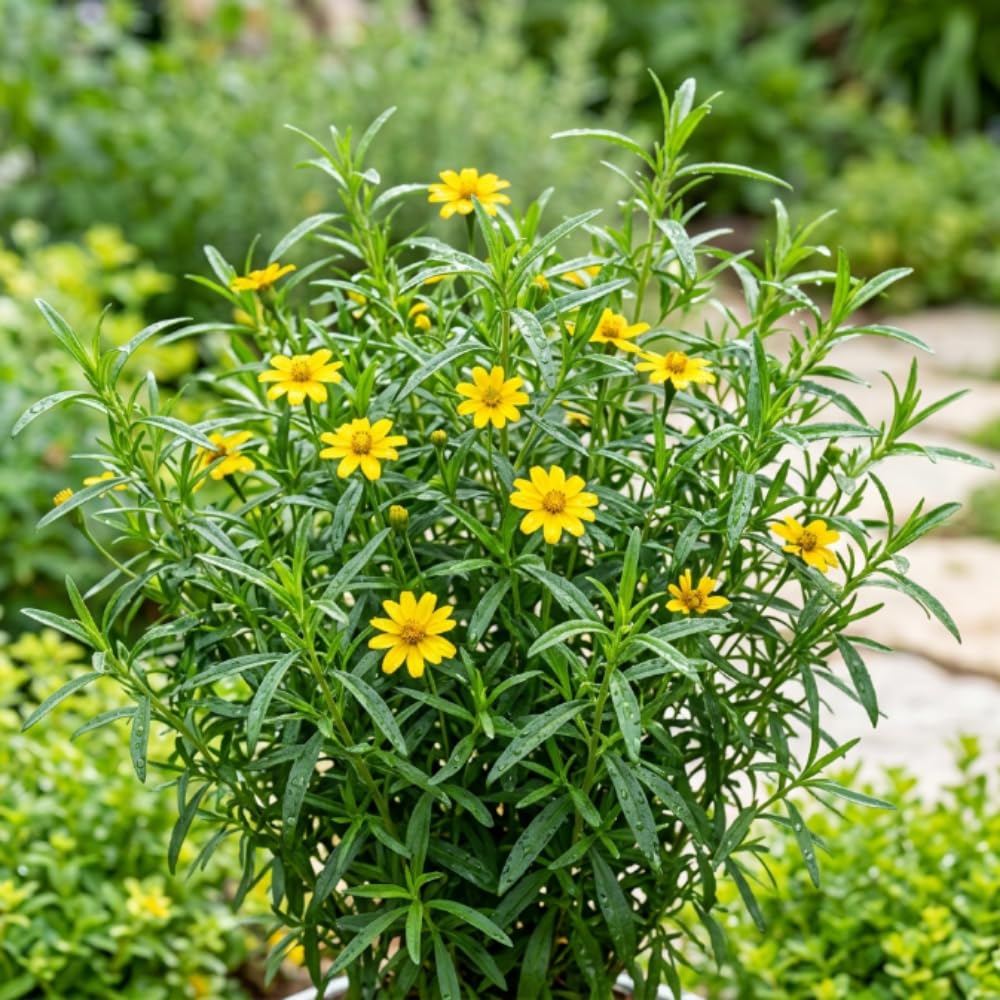 Pack of 2 Texas Tarragon Plants Live, Tarragon Live Plant, 4-6 Inc Tall, Herbs for Indoor Outdoor Growing