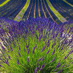 Set 3 Lavender Plants Live, Lavandula Perennial Starter Plants, Fragrant Flower Perennial Plugs 3-5" Tall (Phenomenal Lavender)
