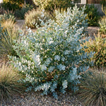 2 Baby Blue Eucalyptus Live Plants, Fragrant Eucalyptus Herb for Garden and Patio Containers, 2-5 Inches Tall Plugs