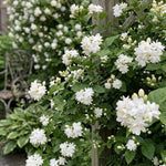 2 Maid of Orleans Jasmine Live Plants, Fragrant Flowering Shrubs, 4-6" Tall