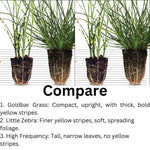 Ornamental Grass Seedlings Live Plant, Fully Rooted Pruned Back to 5 to 9 Inc in Tall Grasses Live Plants Perennial (White Green Grass)