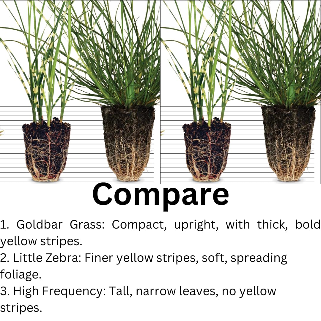 Ornamental Grass Seedlings Live Plant, Fully Rooted Pruned Back to 5 to 9 Inc in Tall Grasses Live Plants Perennial (White Green Grass)