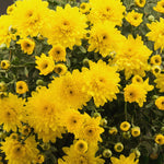 Chrysanthemum Flower Plant, Yellow Mums Plant Live for Gardening Outdoor, 5 to 7 Inc Tall Well Rooted Mum Live Plant