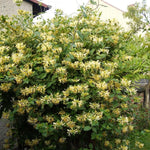 Set 6 Yellow White Honeysuckle Plants Cuttings, 8-10 Inches Tall Flower Honeysuckle Vine Plant Cutting for Planting, Unrooted