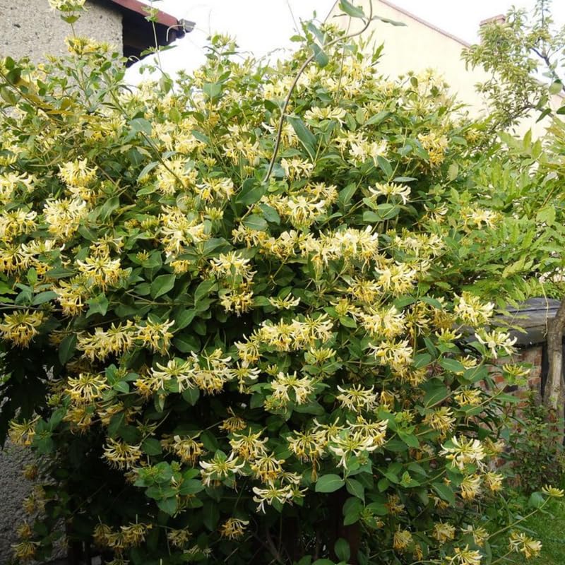 Set 6 Yellow White Honeysuckle Plants Cuttings, 8-10 Inches Tall Flower Honeysuckle Vine Plant Cutting for Planting, Unrooted