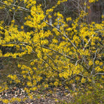 Witch Hazel Bush Shrub Plant, 1 Year Old Witch-Hazel Tree Live Plant Bare Root, Ready to Plant Outdoor, 6" to 1 Ft Tall