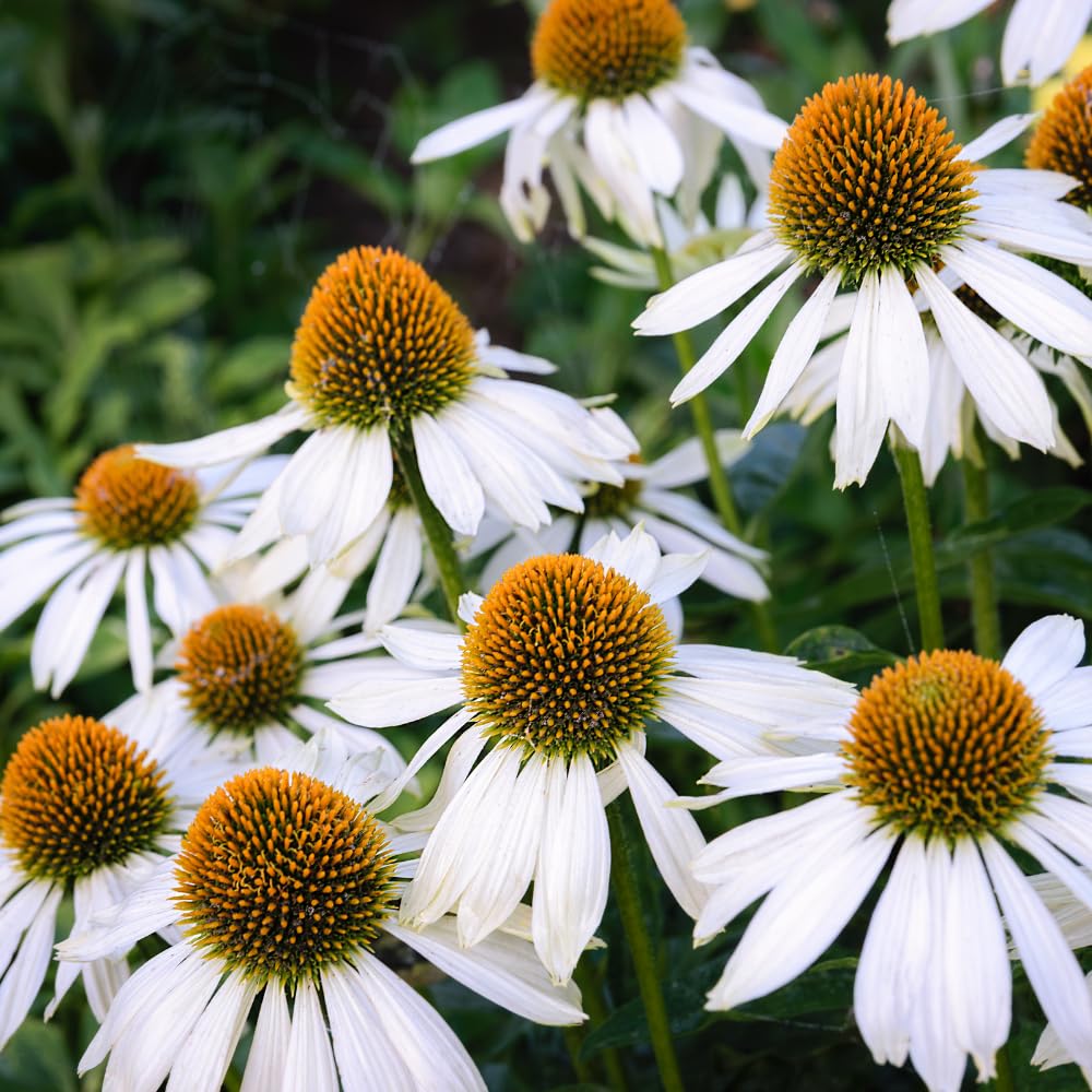 2 White Echinacea Coneflower Plants Roots, 4 to 5 Inc Tall, Echinacea Plants Live, Coneflower Plant for Gardening Outdoor, Indoor Growing