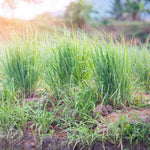 Set 8 of Lemongrass Plants Live, Lemongrass Live Plants for Planting Garden Herbs Stalks from 4 to 7 Inc in Height
