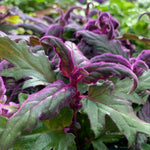 2 Gynura Purple Passion Plants Live, Gynura Aurantiaca Velvet Plant 4-7 Inches Tall for Home and Office, No Pot