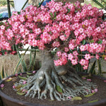 Adenium Desert Rose Plant Live, Desert Rose Live Plant, 4 to 6 Inc Tall (Pink)