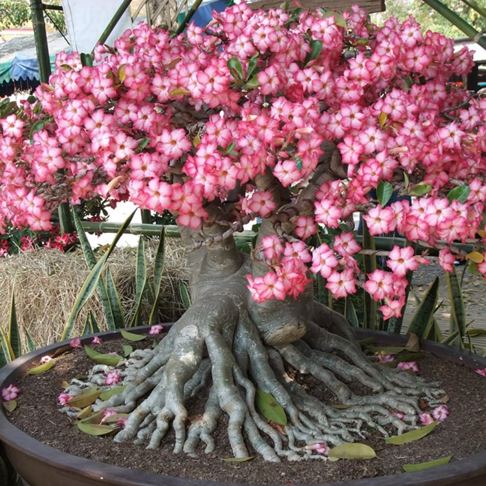 Adenium Desert Rose Plant Live, Desert Rose Live Plant, 4 to 6 Inc Tall (Pink)