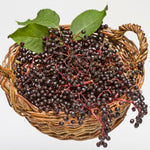 Set of 10 Elderberry Cuttings for Planting, Black Elderberry Fruit Plants, 6–8 Inches Long for Outdoor Growing