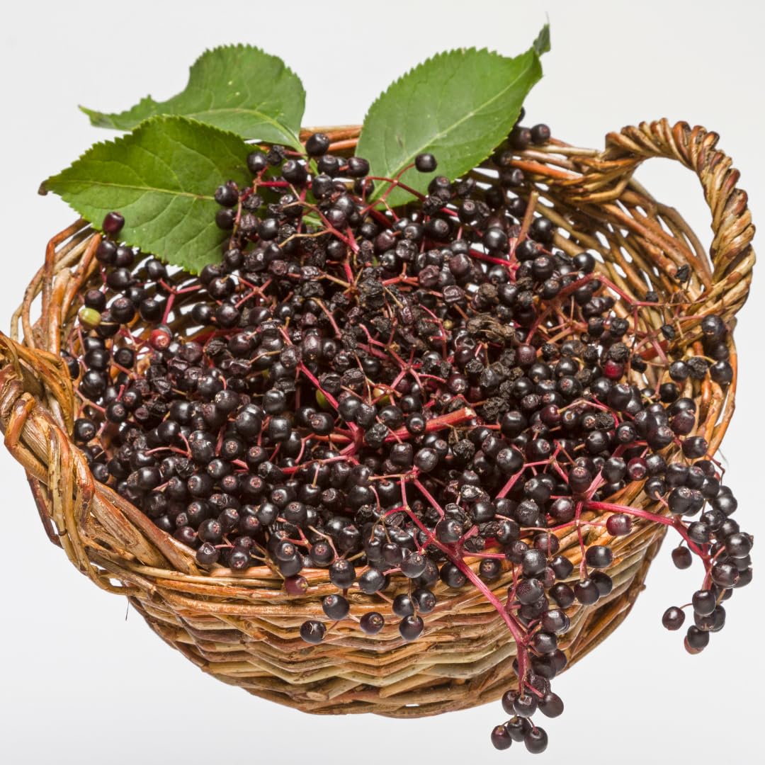 Set of 10 Elderberry Cuttings for Planting, Black Elderberry Fruit Plants, 6–8 Inches Long for Outdoor Growing