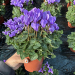 Cyclamen Plant Live in 4'' Pot, Vibrant Indoor Flowering Plants for Planting, Blooms Already, Indoor Outdoor Decoration (Purple Cyclamen)
