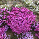 Set 3 Hardy Creeping Phlox Plants Live Plugs, Pink Cherry Creeping Phlox Ground Cover, 2-4" in Height