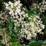 2 Night Blooming Jasmine Live Plants, Fragrant Flowering Shrubs, 4-6" Tall