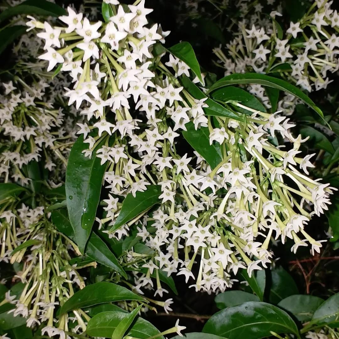 2 Night Blooming Jasmine Live Plants, Fragrant Flowering Shrubs, 4-6" Tall