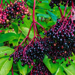 2 Black Elderberry Plants Live for Planting, American Elderberry Bush Live Plants 6 to 12 Inch Tall, Sweet Elderberry Tree Live Plant