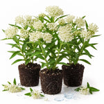 3 White Milkweed Plant Live, Asclepias Tuberosa Butterfly Bush, 4-8"