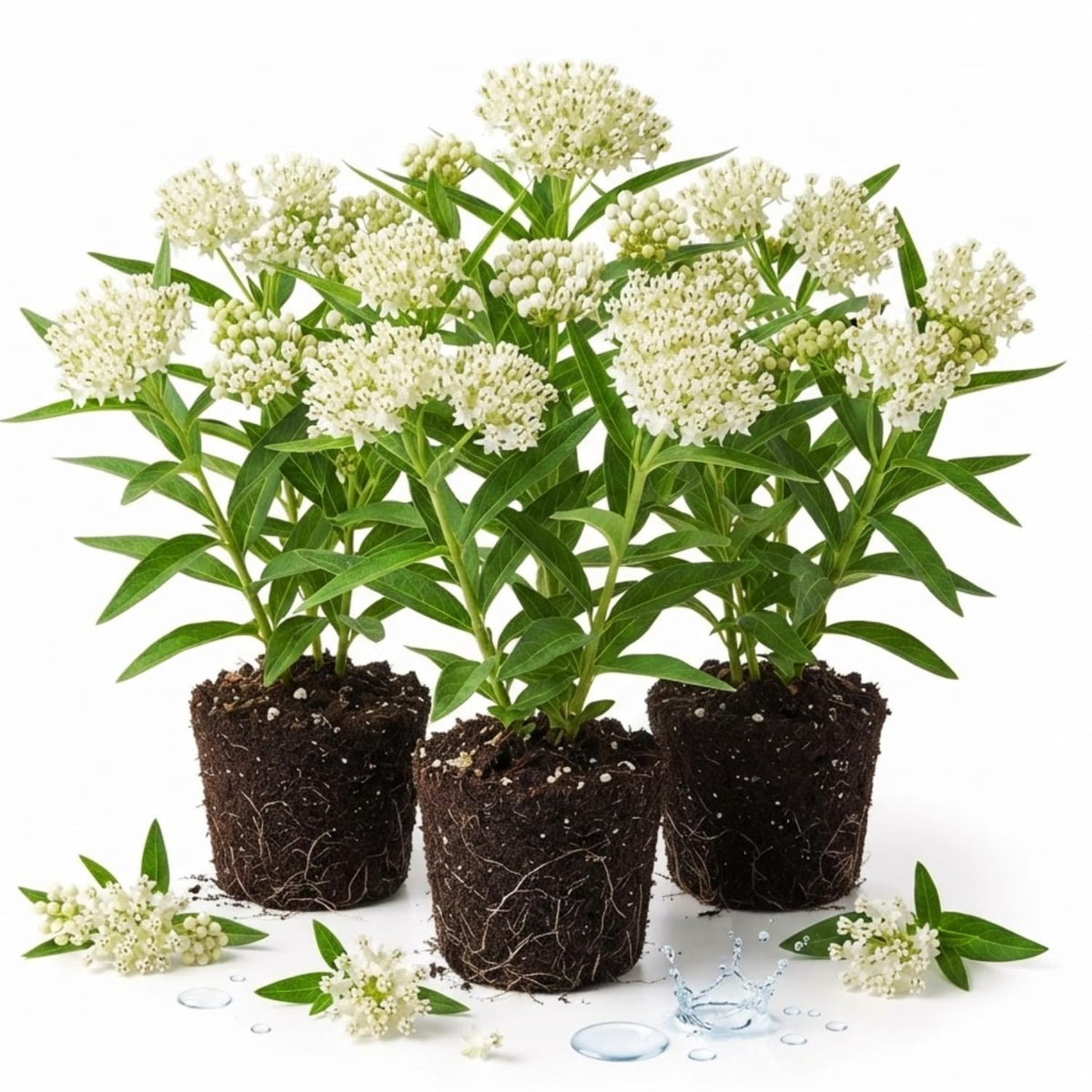 3 White Milkweed Plant Live, Asclepias Tuberosa Butterfly Bush, 4-8"