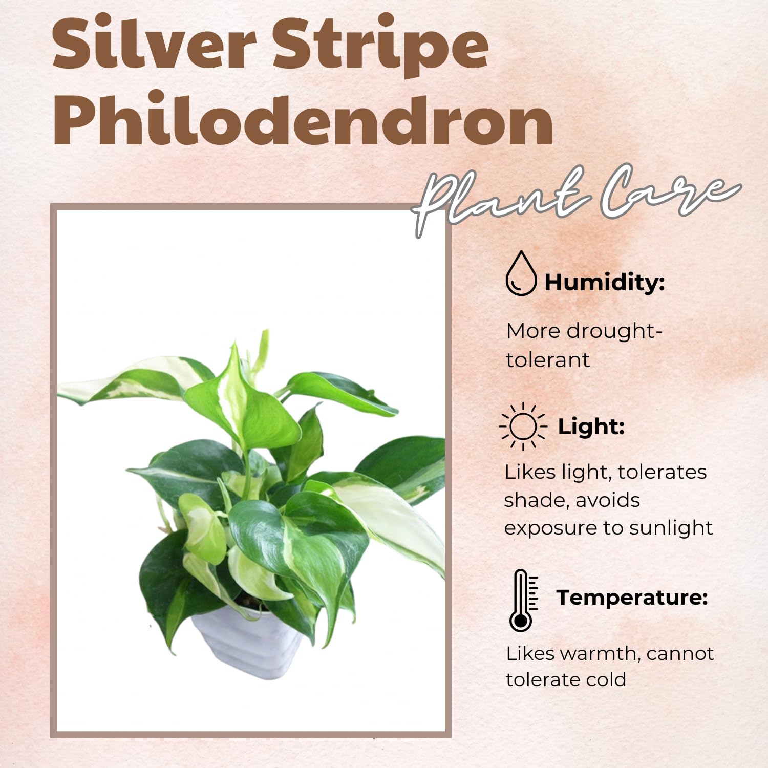 Philodendron Plant Live, Rare Variegated Philodendron Houseplant for Planting, Home Office Decor 4 to 8 Inches (Stripe Green White)